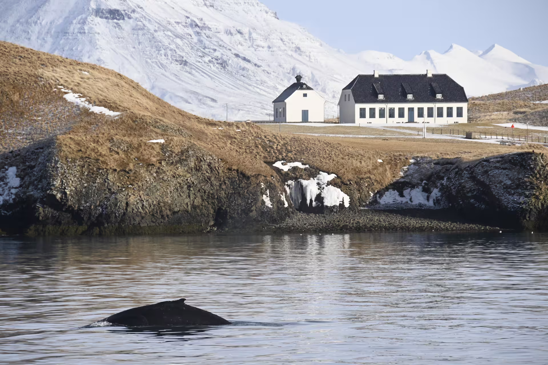 Humpback whale surfacing near Videy Island shoreline with white buildings and snow-capped mountains in Reykjavik
