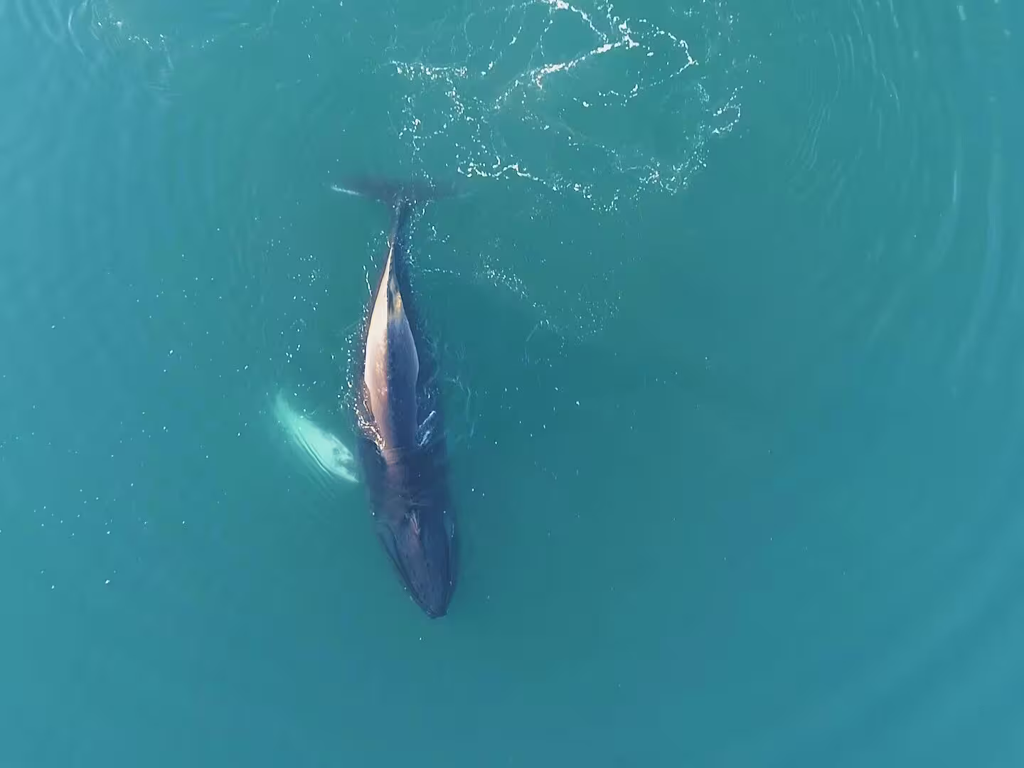 Aerial view of a whale swimming near the surface in turquoise Icelandic waters