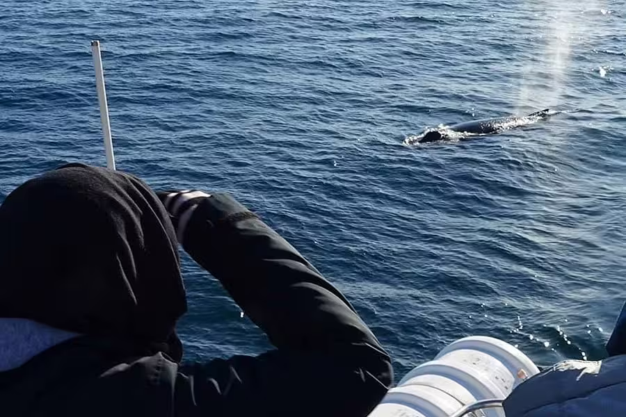Photographer on yacht watching a whale surfacing and spouting in Reykjavik waters