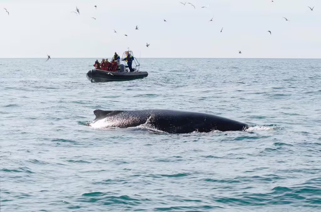 Whale surfacing near a zodiac boat with whale watchers in red jackets during a Reykjavik whale watching tour