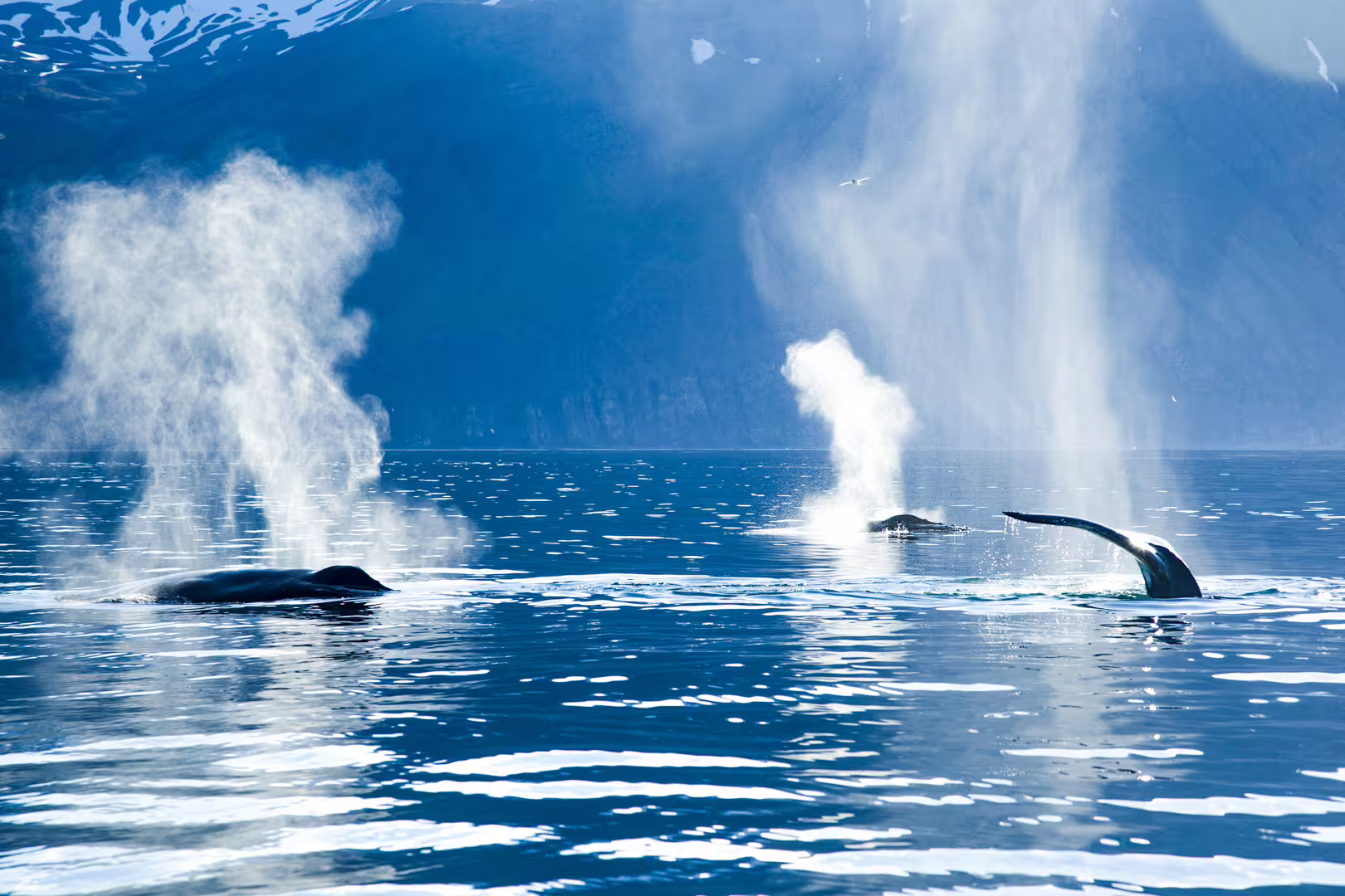 Majestic whales surface with spouts of mist against a serene mountain backdrop, showcasing carbon-neutral silent whale watching.