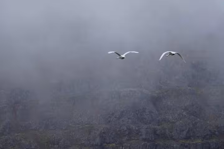 Two white birds flying over misty rocky cliffs in the Westfjords of Iceland