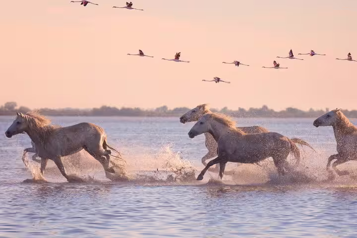 White Camargue horses galloping through shallow water with flamingos flying overhead at sunset