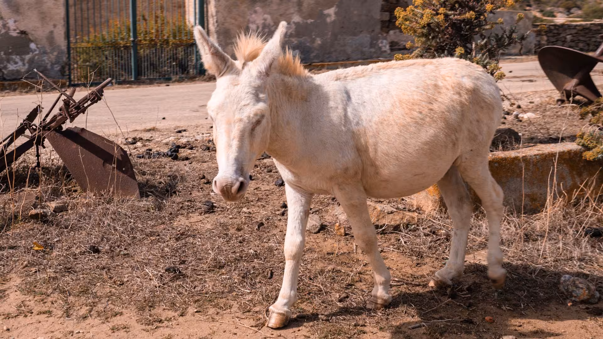 A white donkey roams the rustic terrain of Asinara, highlighting the island's unique wildlife and serene environment.