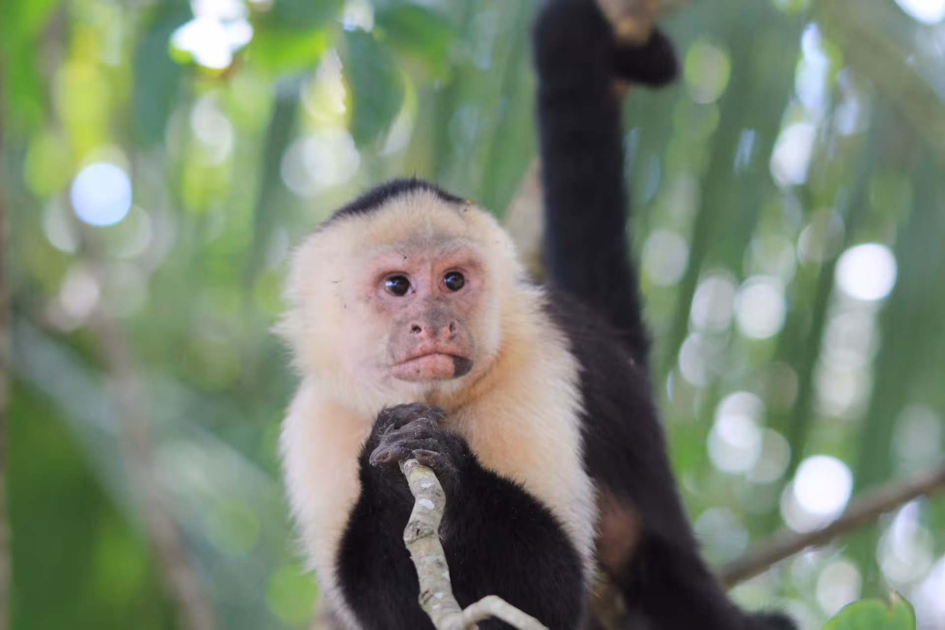 White-faced capuchin monkey in lush greenery at Hacienda Baru Wildlife Tour near Manuel Antonio.