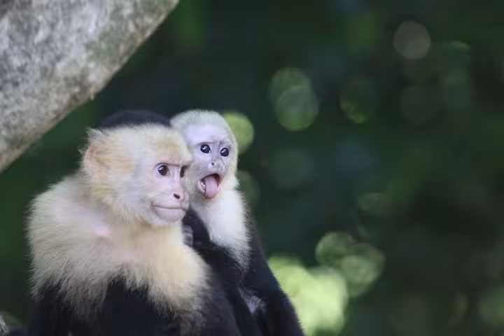 White-faced monkey, Manuel Antonio National Park tour