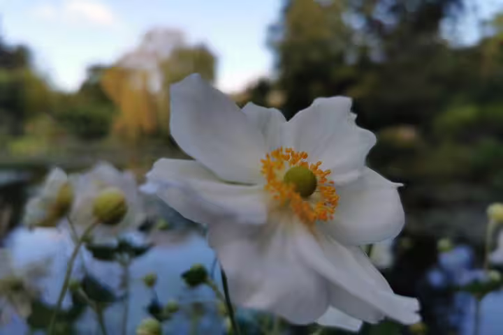 Close-up white flower by Monet’s water lily pond in Giverny on a private day trip from Paris to Rouen