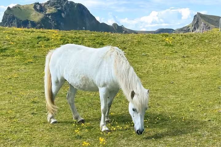 White Icelandic horse grazing on green meadow with dramatic mountains in the Westfjords, Iceland