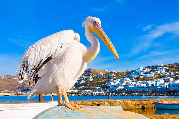 White pelican by Mykonos waterfront with Cycladic houses, photo stop on a private full-day trip from Athens
