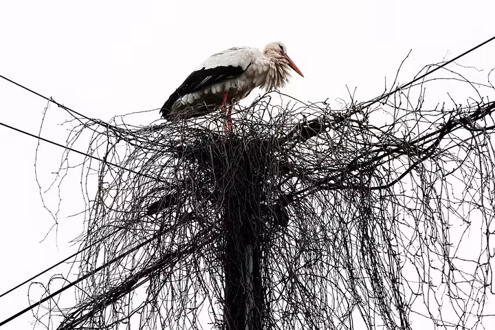 White stork perched on a large nest made of twigs atop a pole in Alsace, France