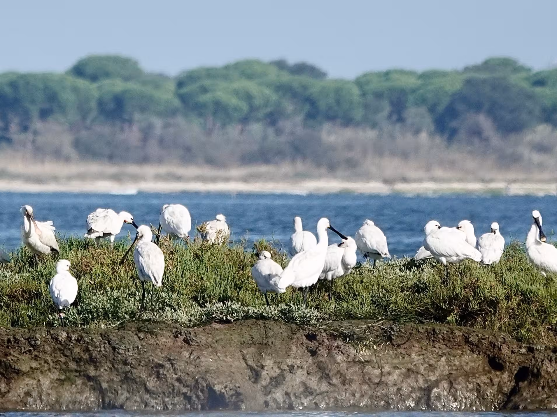 Group of white wading birds feeding on a saltmarsh island by the estuary, ideal for birdwatching tours