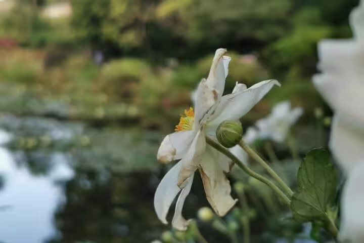 White water lily close-up at Monet’s garden pond in Giverny, Normandy private tour from Paris