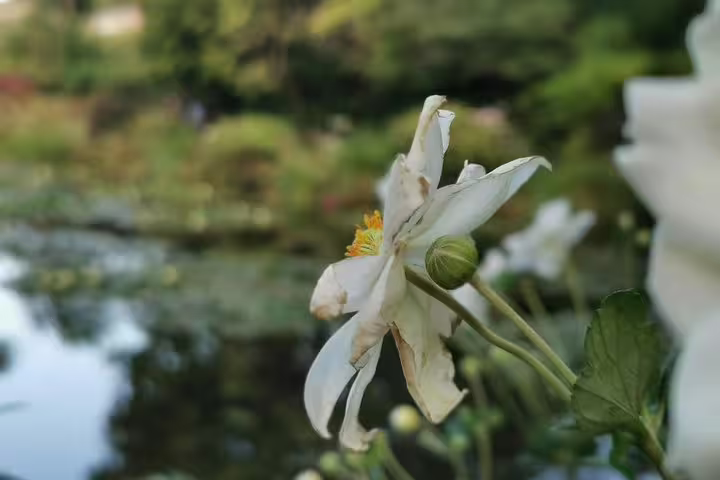 White water lily bloom on Monet’s pond in Giverny gardens, serene stop on a private day tour from Paris