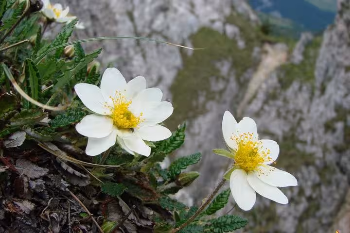 White mountain avens flowers with yellow centers growing on rocky Apuseni Mountains cliffs