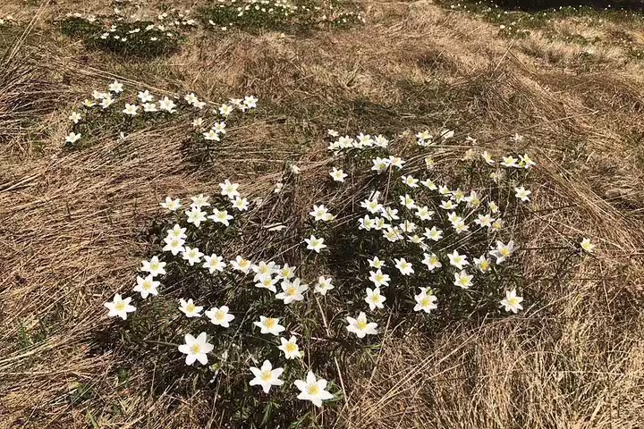 White wood anemone wildflowers blooming in dry grass near volcanic lake in Eastern Europe