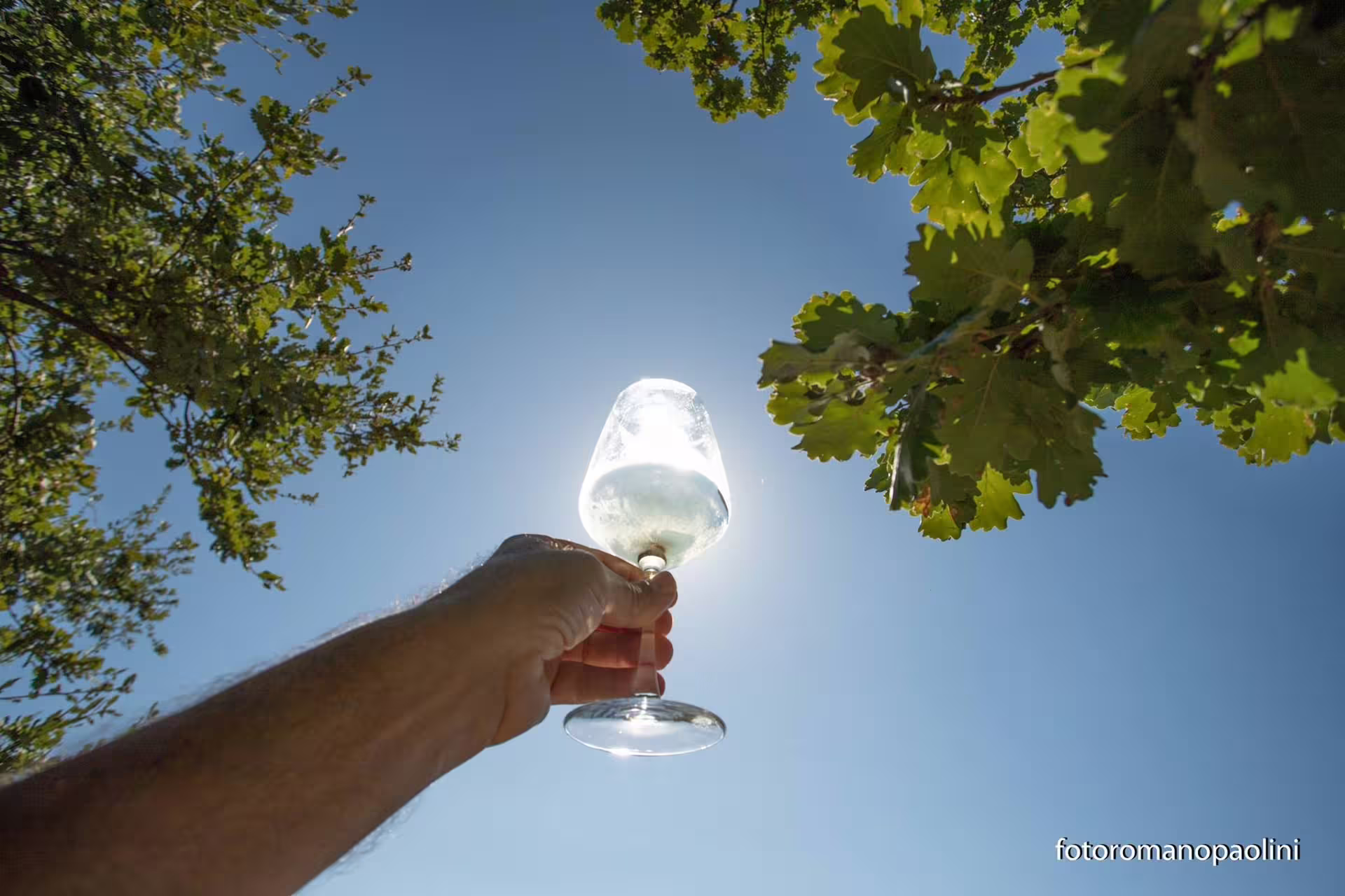Hand holding a white wine glass up to the sun among vineyard leaves, tasting stop on a harvest wine tour