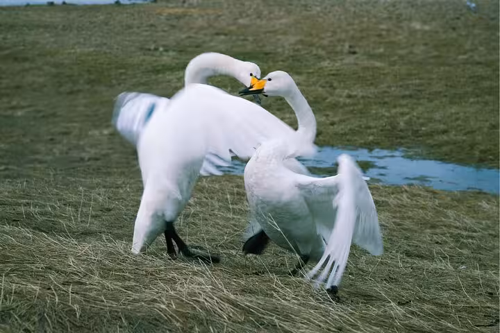 Two white whooper swans interacting with wings spread in a grassy Westfjords landscape