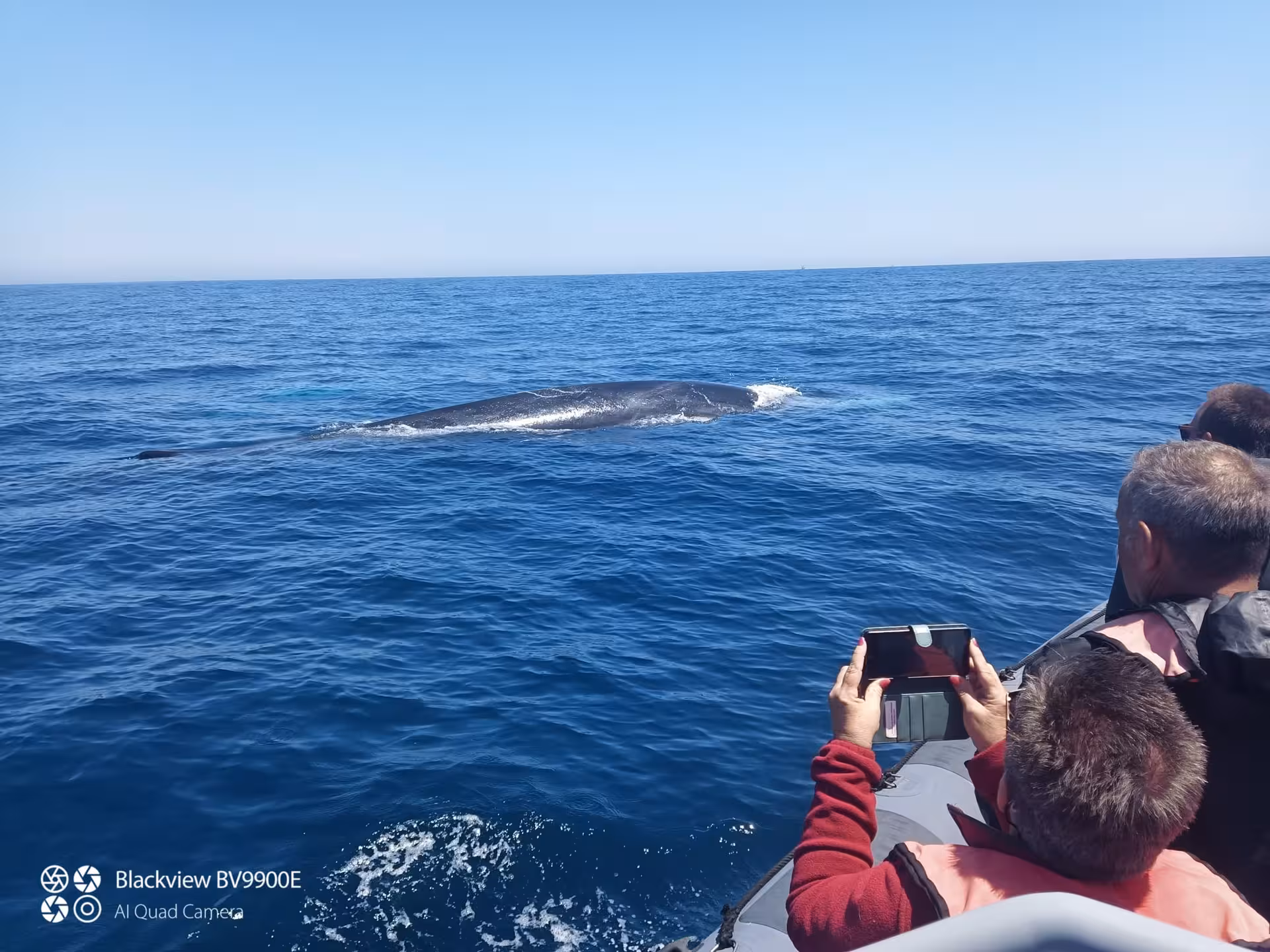 Tourists on a boat capture a close-up view of a majestic whale surfacing in the open ocean during a thrilling wildlife tour.