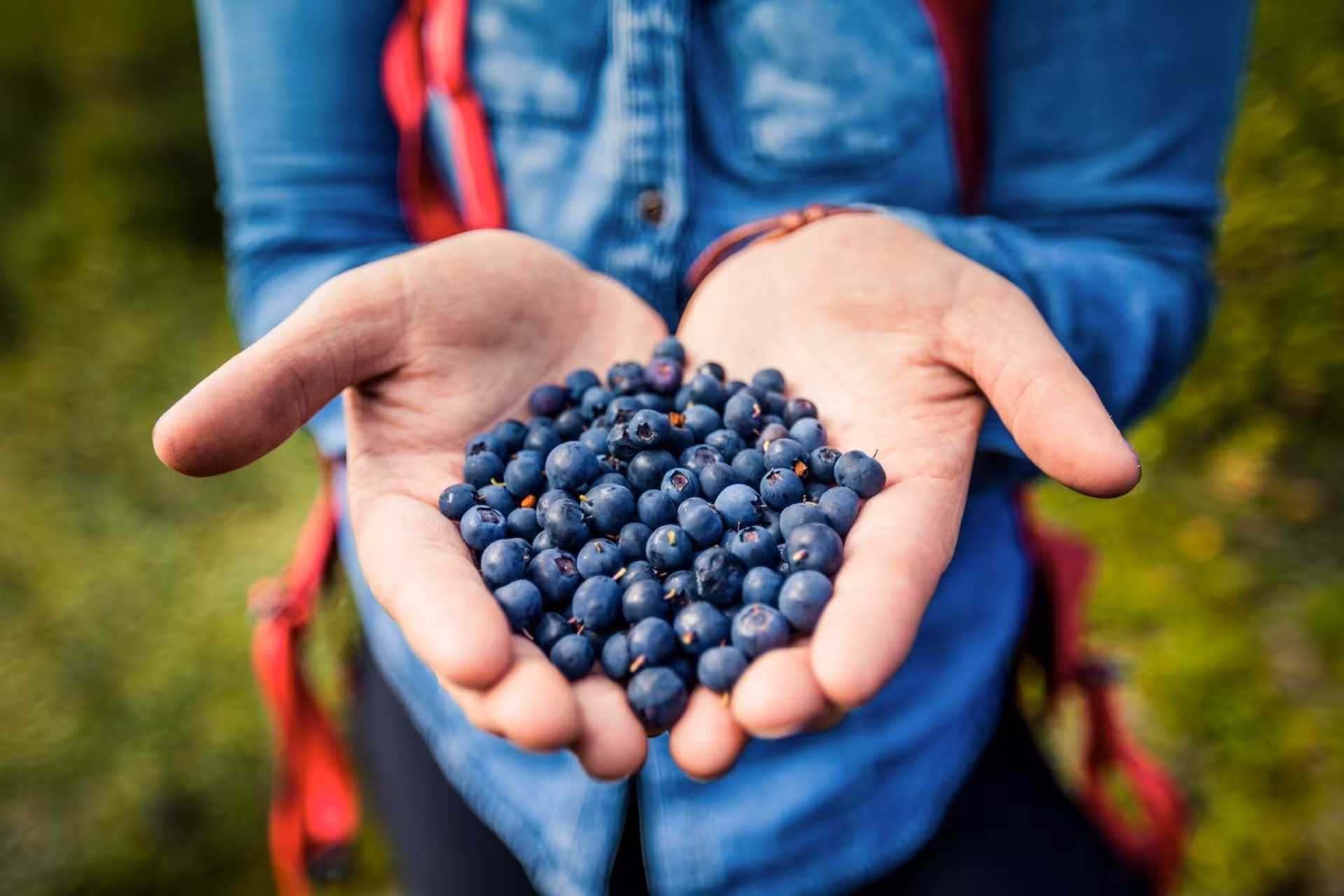 Hiker holding a handful of fresh wild blueberries picked in Thorsmork, Iceland