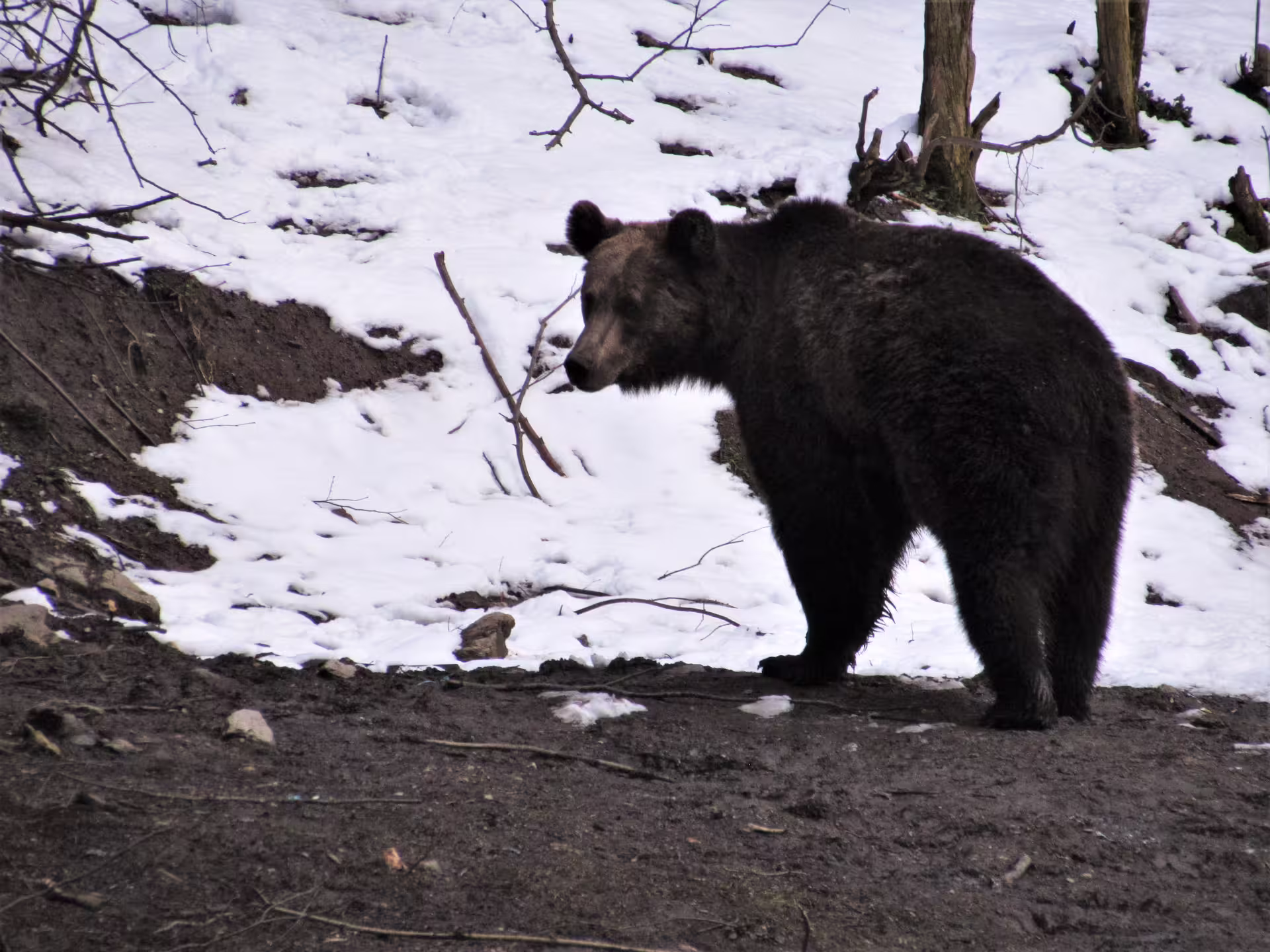 Wild brown bear walking on snowy ground in the Carpathian forest near Brasov, Romania