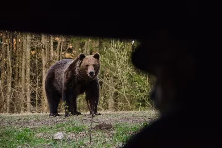 Wild brown bear standing in a forest clearing, viewed from a hide during a bear watching tour