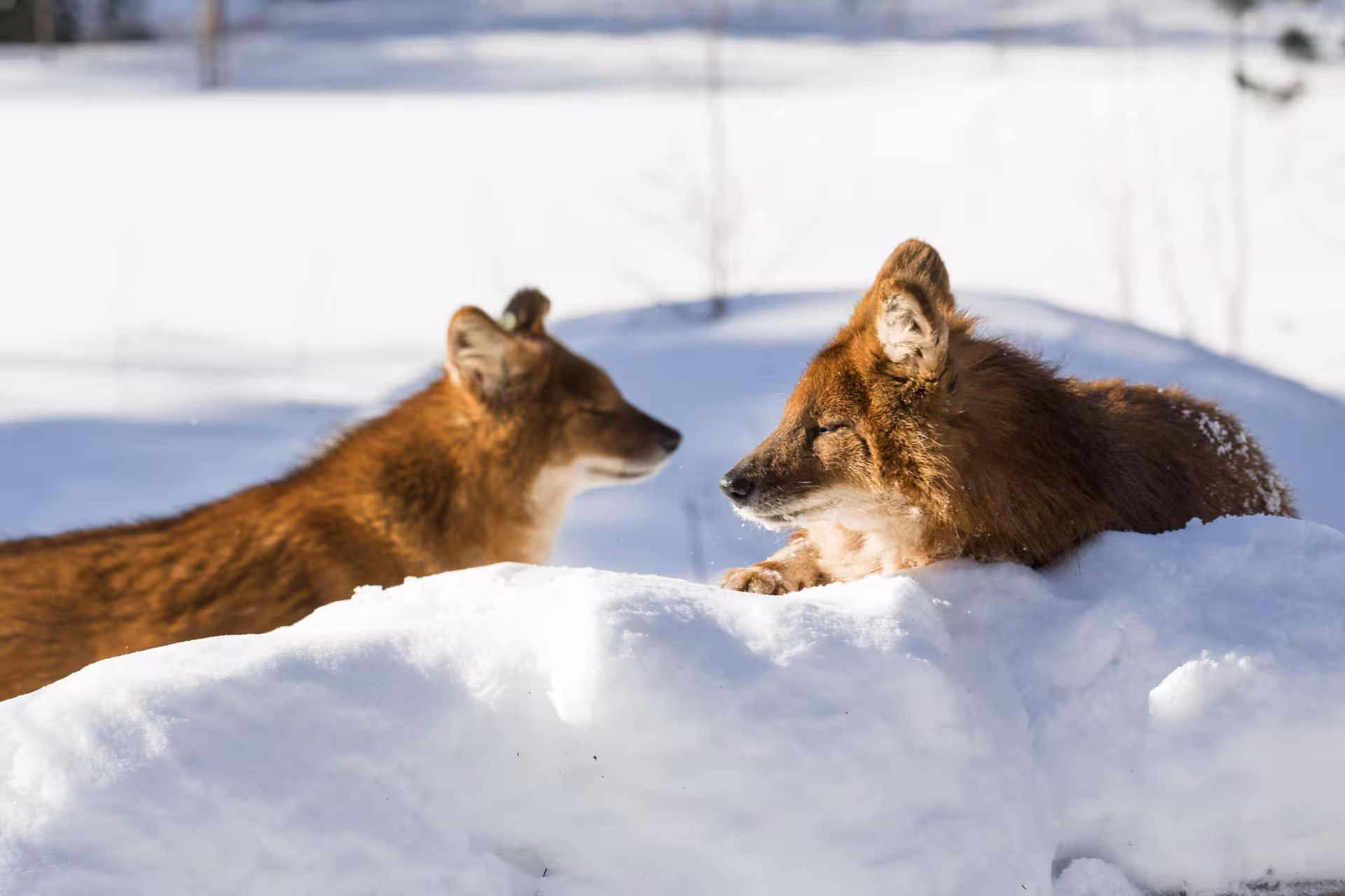 Two wild canines resting on snow at Ranua Wildlife Park, showcasing the natural beauty and wildlife diversity in winter.