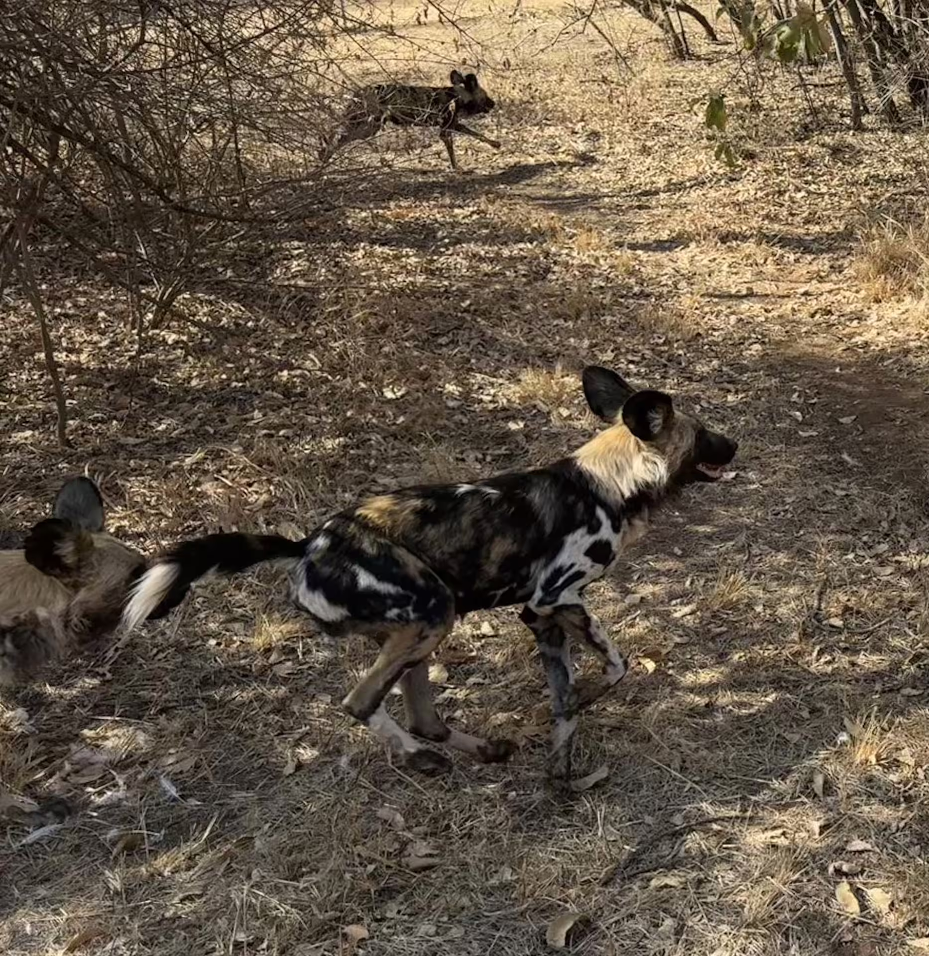 Wild dogs being fed on cheetah tour from johannesburg