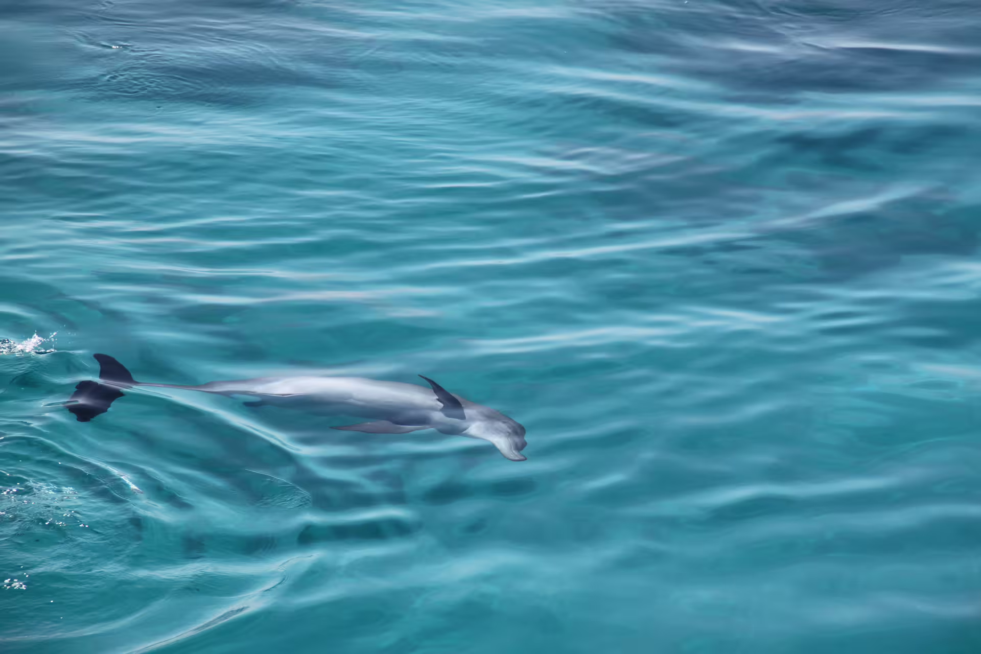 Wild dolphin gliding through clear Red Sea water on Abu Dabbab Bay snorkeling tour from Hurghada