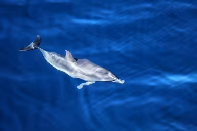 Wild dolphin swimming in the Atlantic Ocean during São Miguel whale and dolphin watching boat tour, Azores