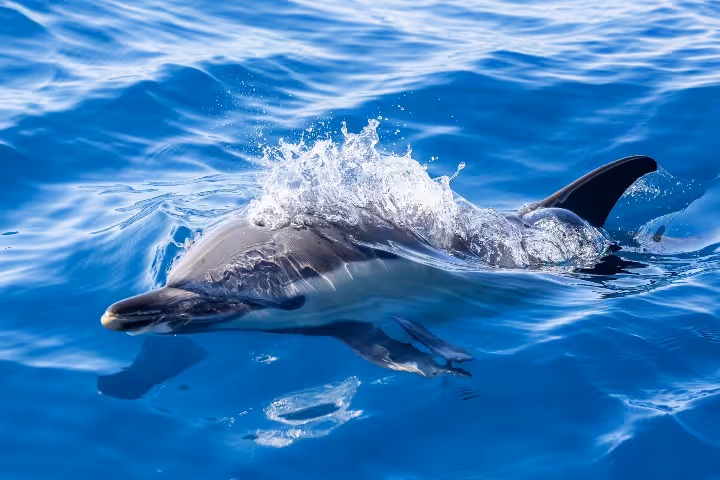 Wild dolphin surfacing in the Azores during swimming with dolphins tour from São Miguel, Atlantic waters