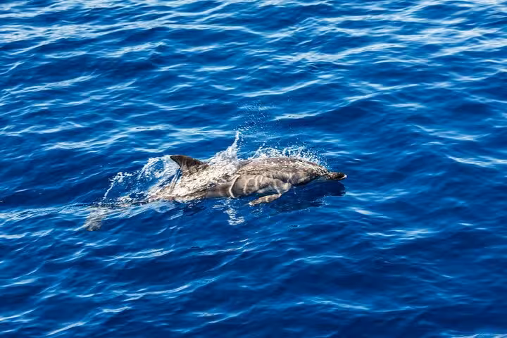 Wild dolphin swimming near the surface of the deep blue Mediterranean Sea on an Ortigia coast boat tour