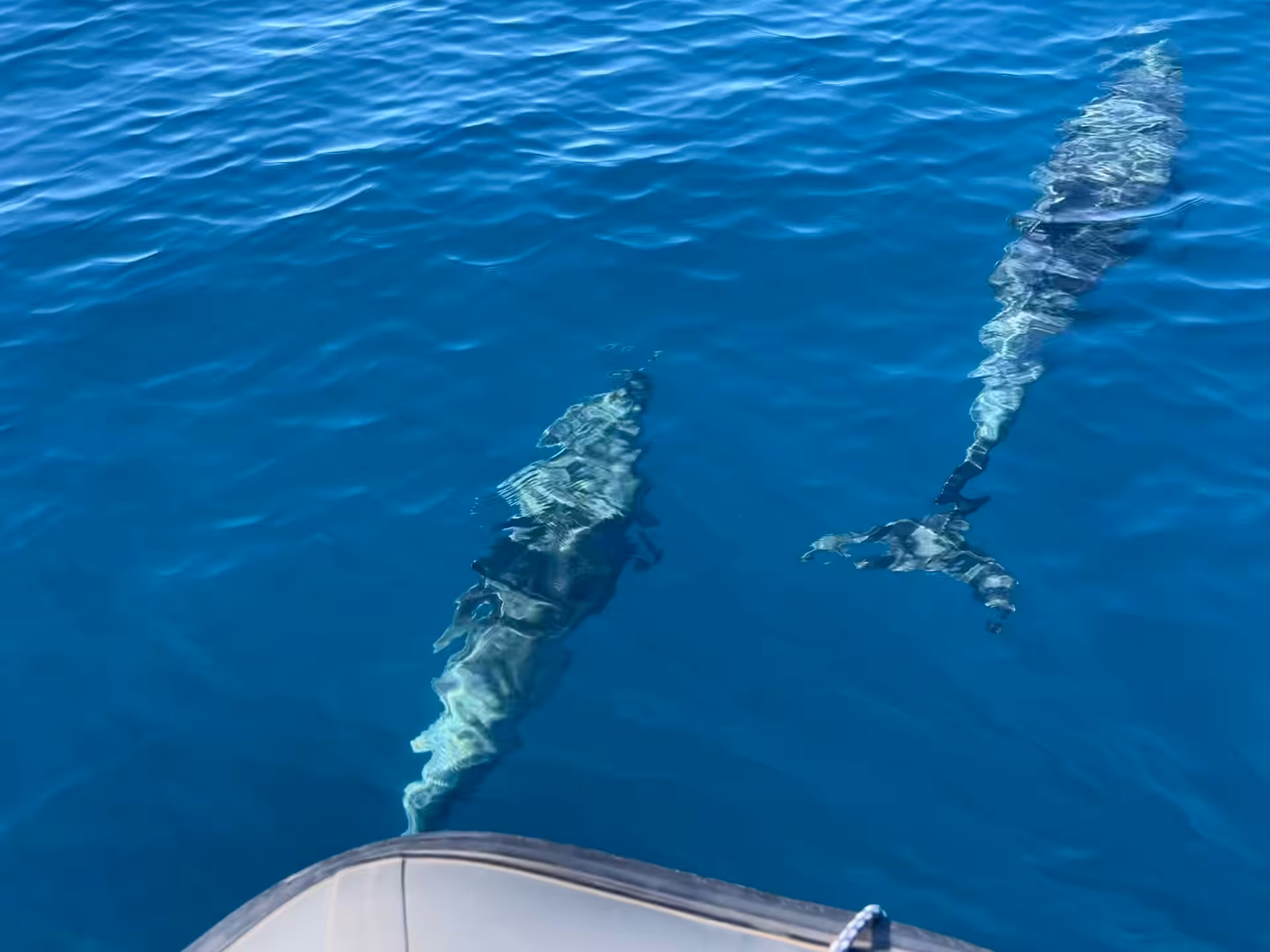 Pair of wild dolphins swimming just below the clear blue Atlantic surface beside an expedition RIB boat tour