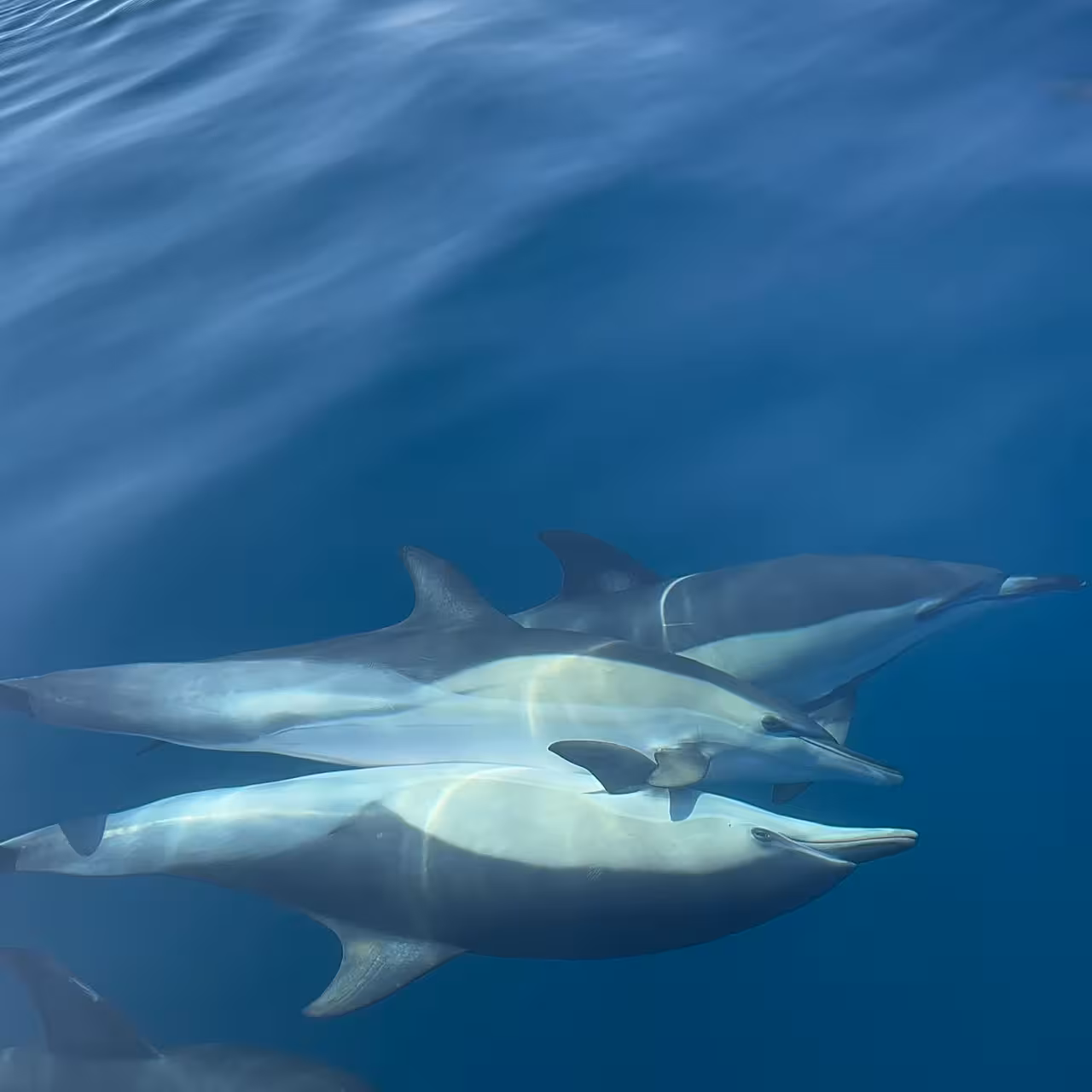 Pod of wild dolphins swimming in clear blue Atlantic waters on a private Algarve Benagil caves and dolphin watching tour