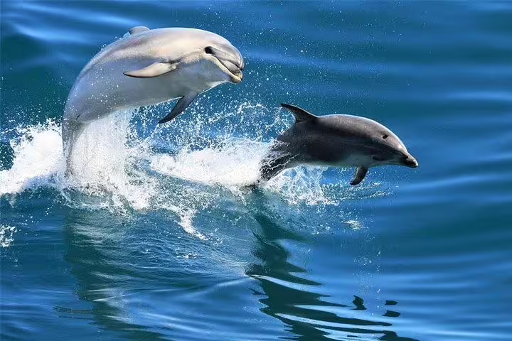 Wild dolphins jumping in the Red Sea on Dolphin House snorkeling day trip by VIP boat from Hurghada