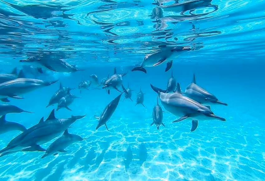 Pod of wild dolphins gliding in clear Red Sea water on a full-day Sataya boat trip dolphin swim tour