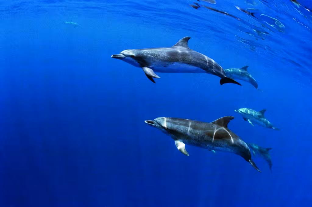 Pod of wild dolphins swimming underwater in clear blue Azores sea during São Miguel half-day dolphin encounter
