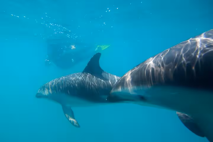 Close-up of wild dolphins underwater at Sataya Reef, Marsa Alam dolphin snorkel cruise in the Red Sea