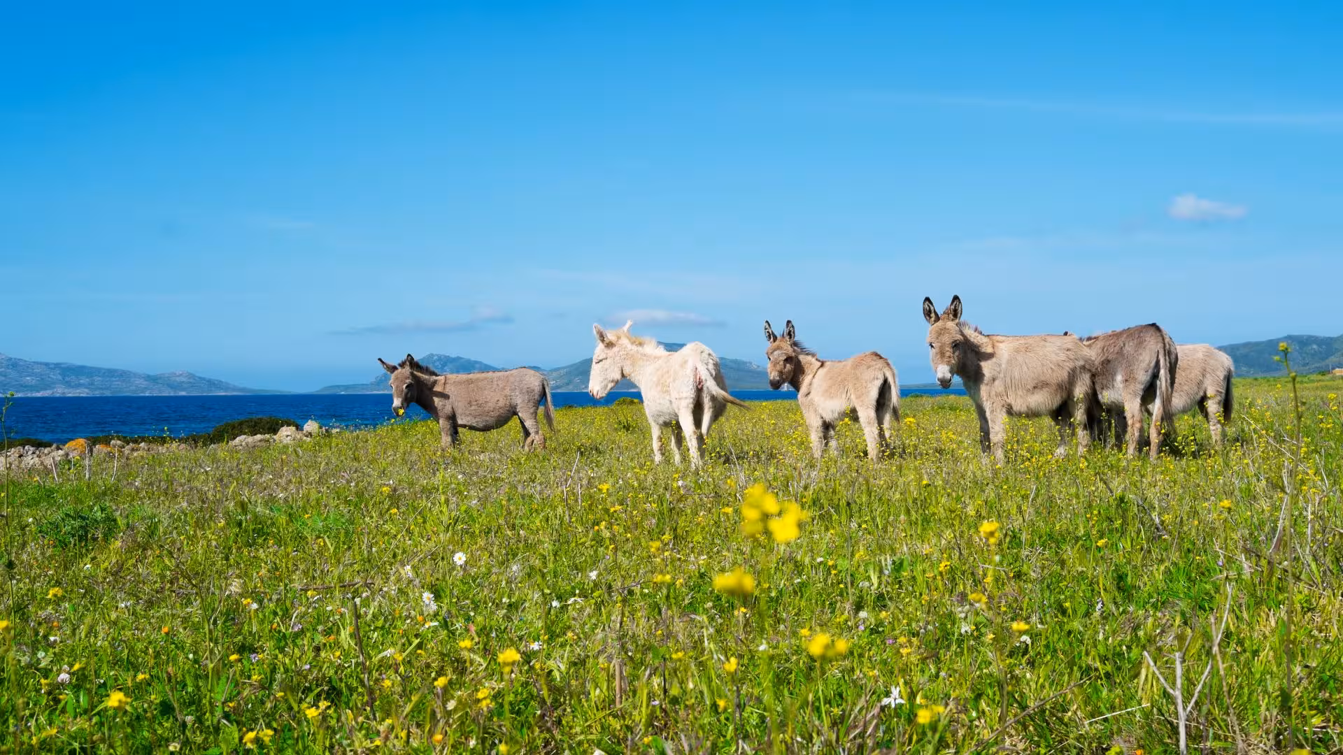 Wild donkeys grazing on Asinara Island with scenic sea and mountain views, part of the Porto Torres minivan tour.
