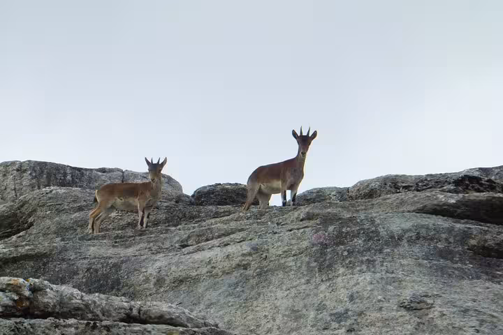 Pair of wild goats atop rocky formations in Torcal de Antequera, a highlight of Málaga hiking tours.