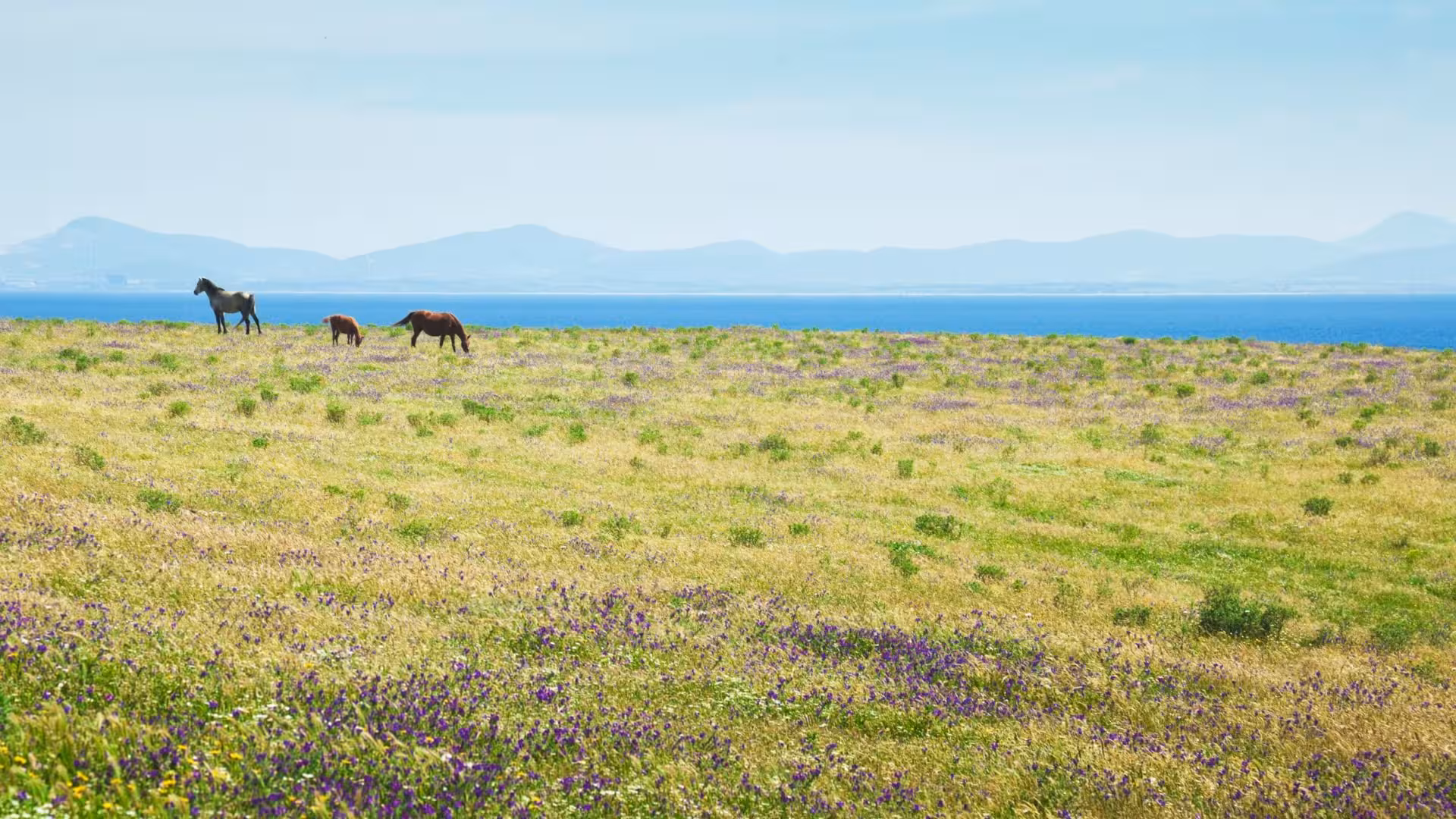 Wild horses grazing on the picturesque Asinara island meadow, set against a serene backdrop of sea and mountains.