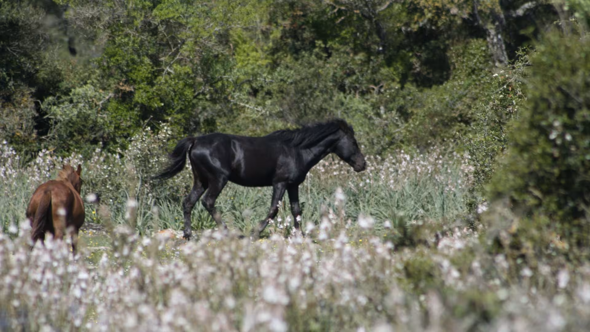 Wild horses grazing in lush Giara Park landscape, surrounded by vibrant greenery and wildflowers.