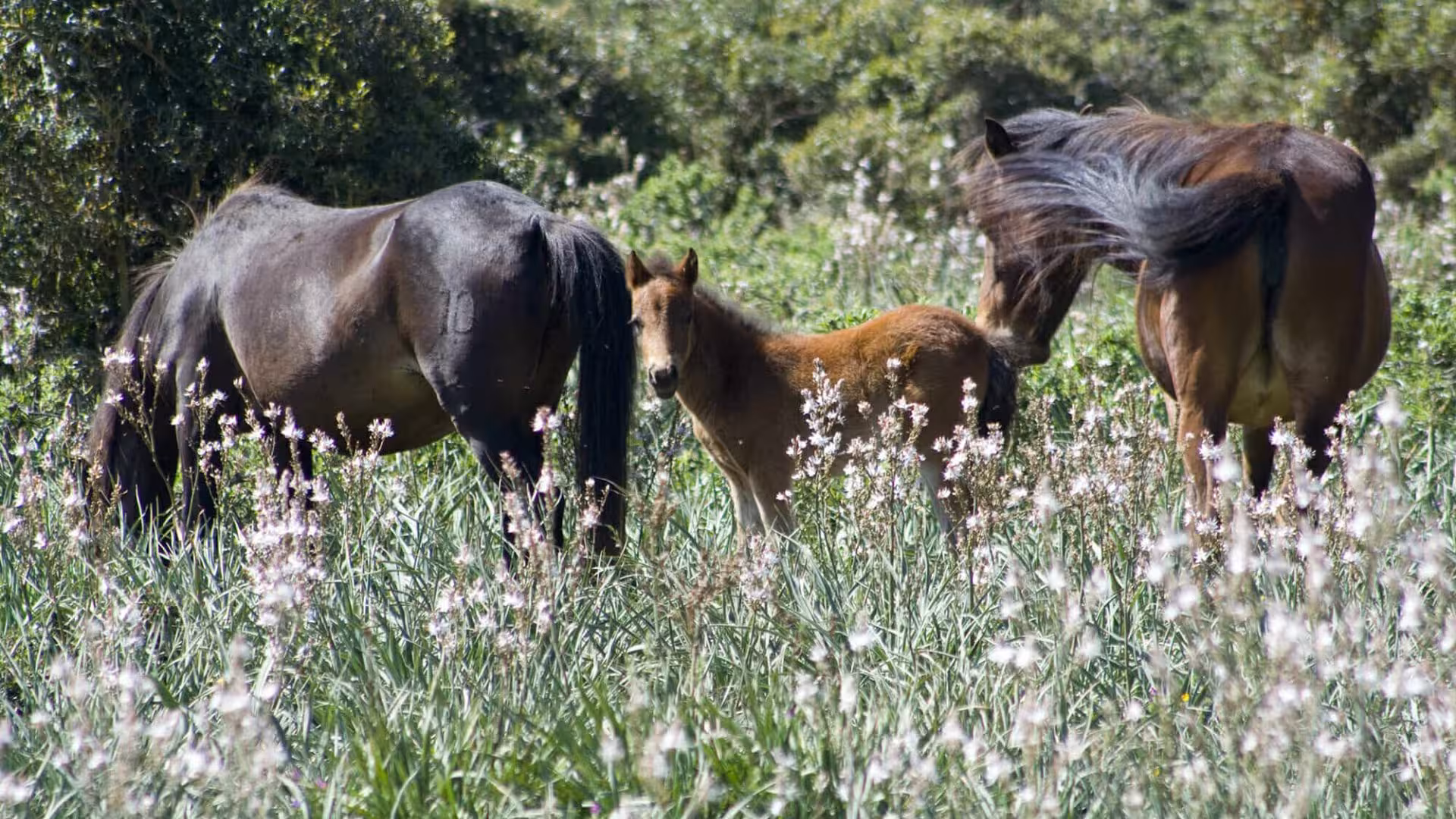 A family of wild horses roaming freely in the picturesque landscape of Giara Park, Sardinia.