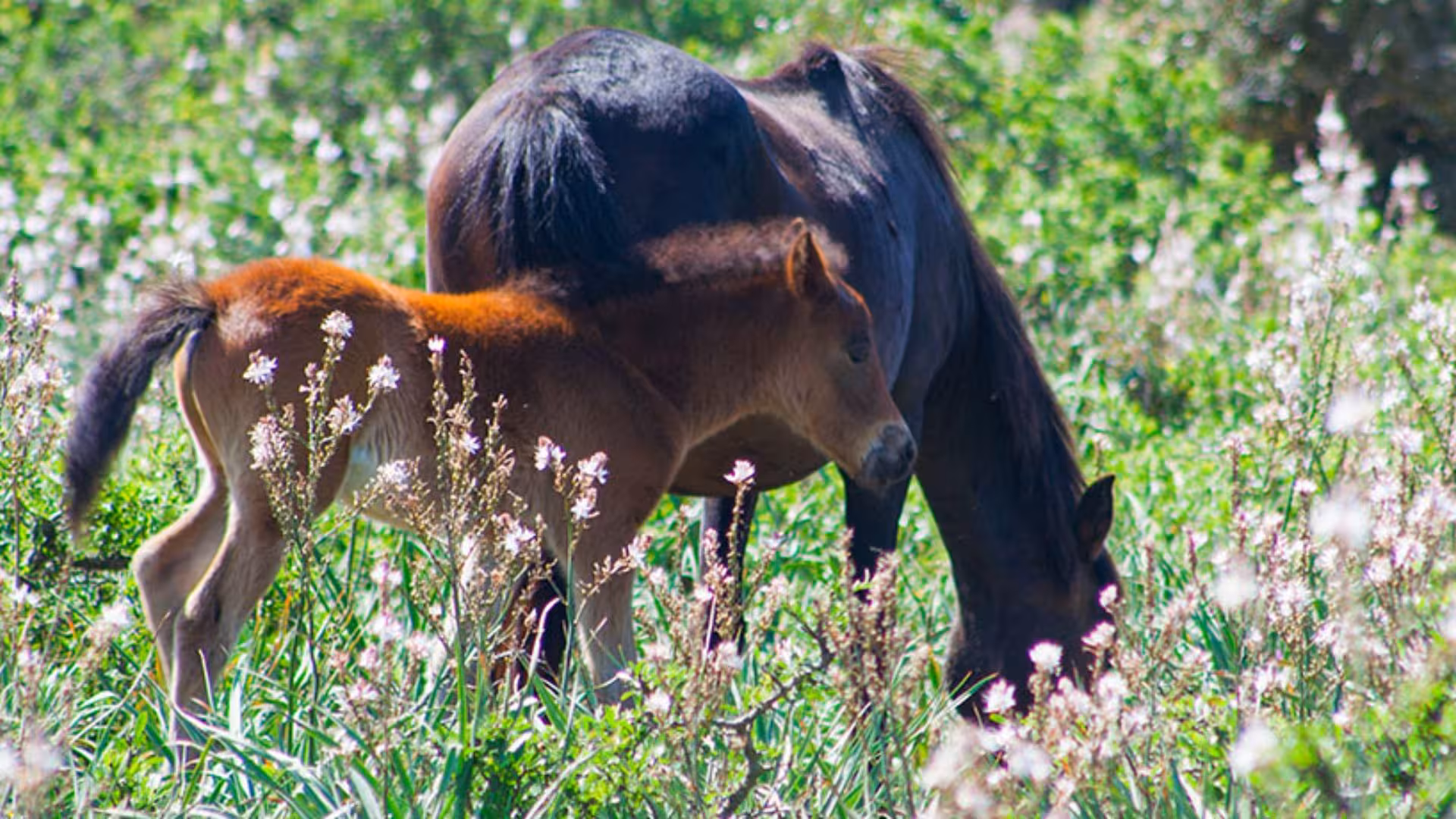 Wild horses grazing in the lush meadows of Giara Park, Sardinia, surrounded by blooming wildflowers.
