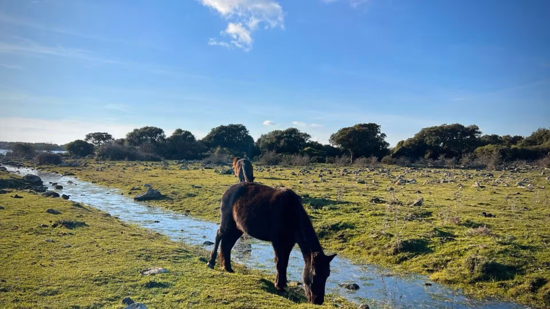 Wild horses grazing by a serene stream in Giara Park, Tuili, under a clear blue sky, ideal for trekking adventures.