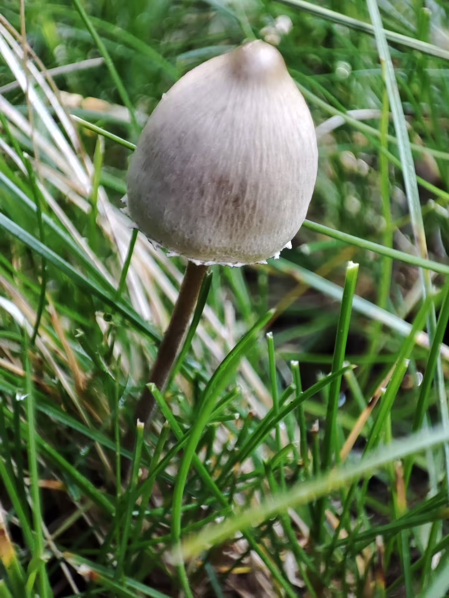 Wild mushroom growing in green grass on Piatra Craiului hiking trail near Brasov