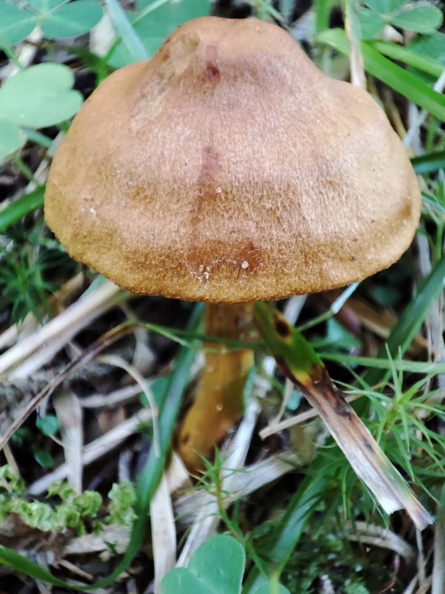 Brown wild mushroom growing among grass and clover on Piatra Craiului hiking trail