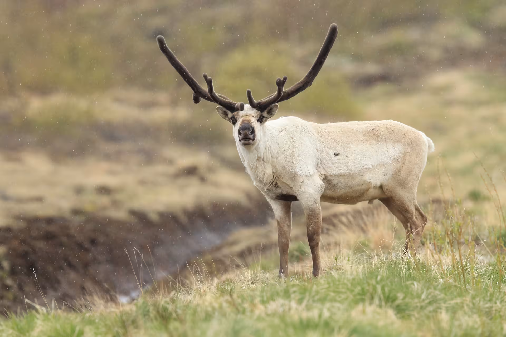 Wild reindeer with large antlers standing on green tundra grassland in Iceland's Eastfjords