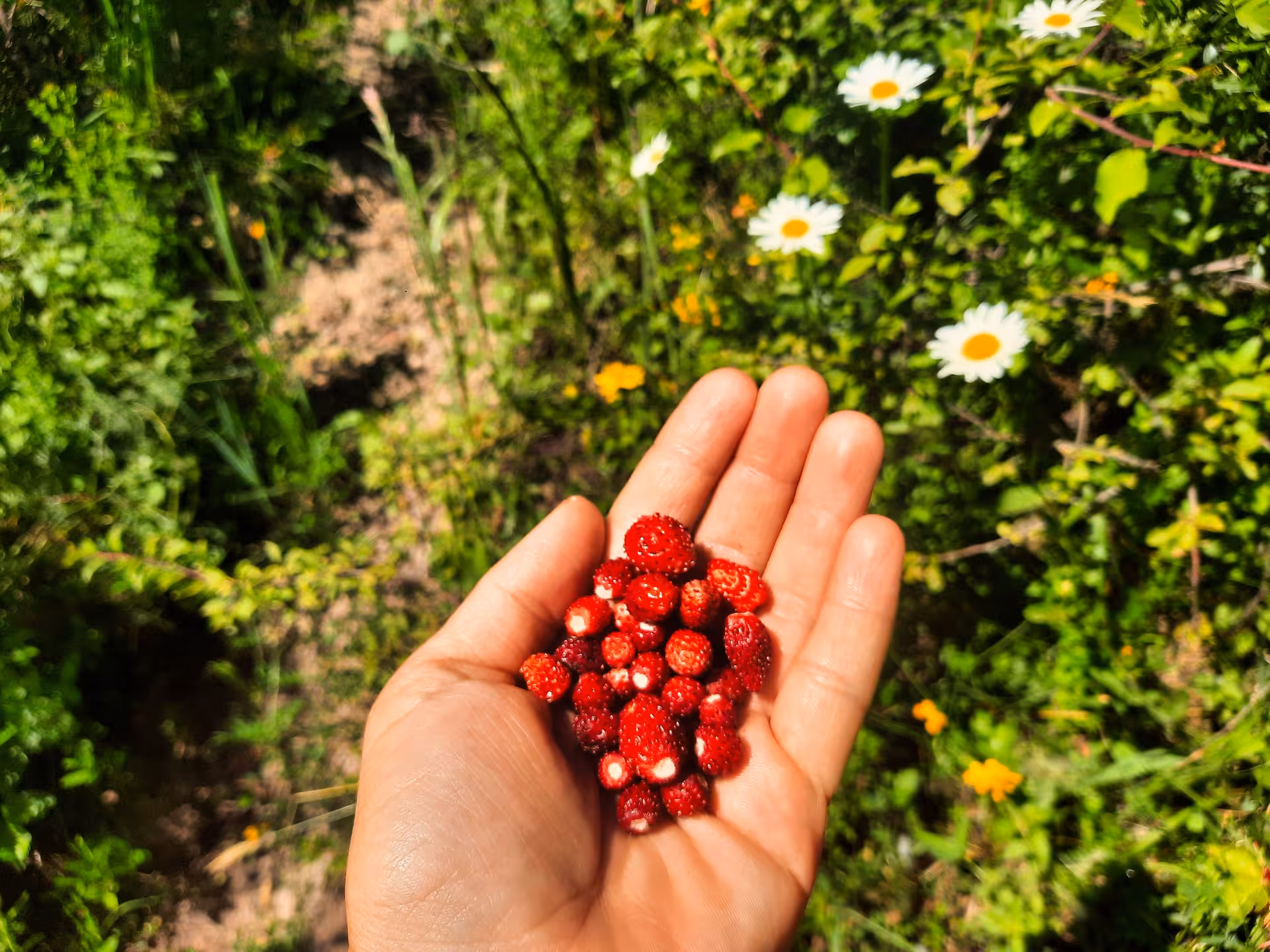 Hand holding freshly picked wild strawberries with daisies and green meadow in Apuseni Mountains background