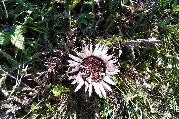 Dried carline thistle flower growing wild in Transylvania meadow grass