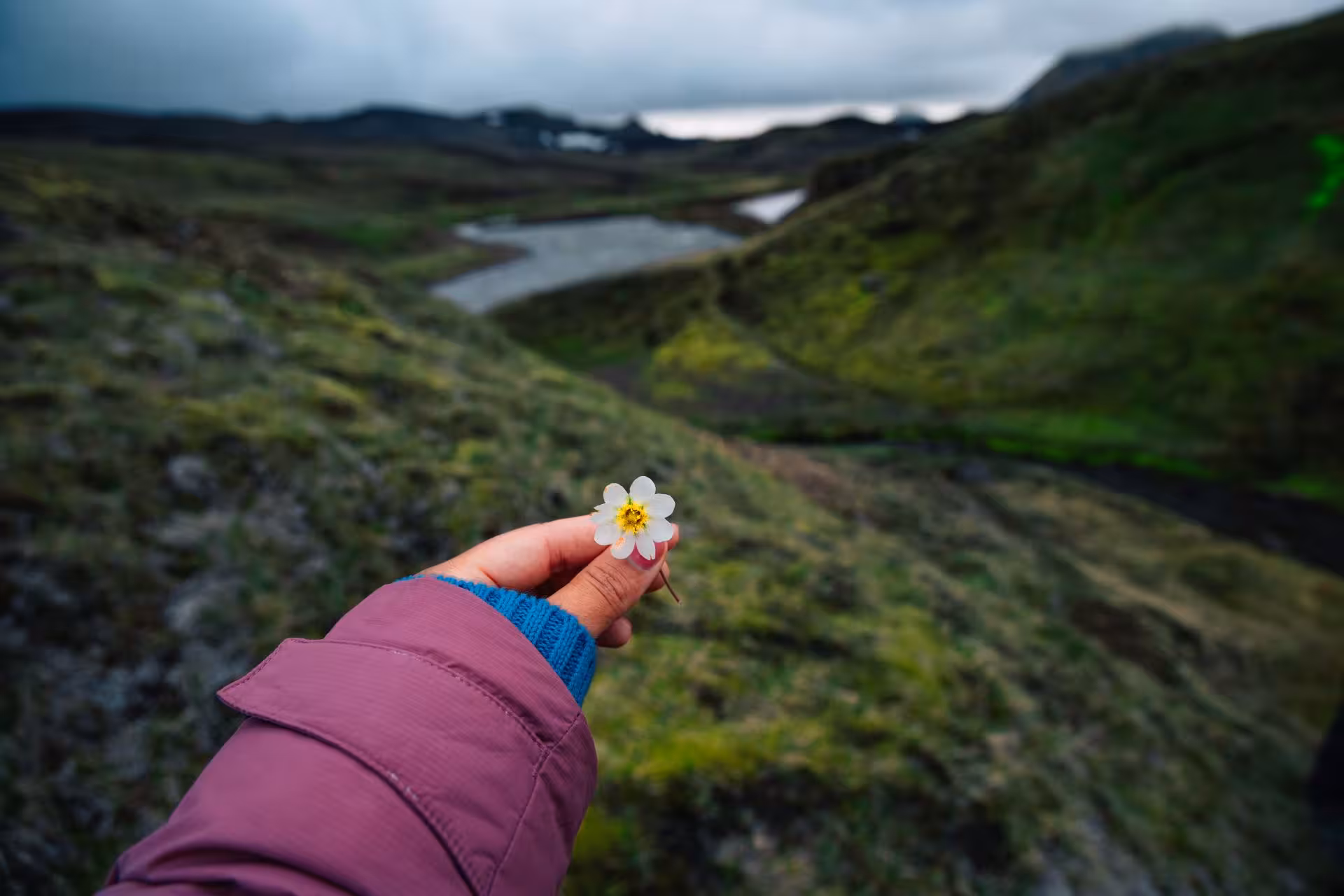Hand holding a white wildflower over Thorsmork's green volcanic highland valley and winding glacial river